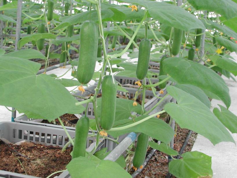 نحوه ی کاشت خیار گلخانه ای